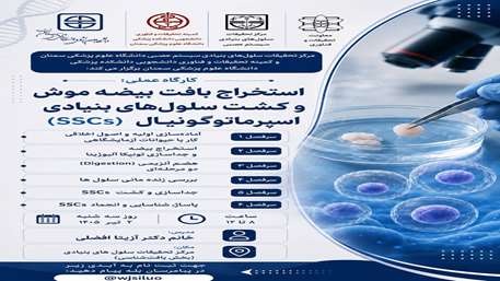 استخراج بافت بیضه موش و استخراج سلول‌های اسپرماتوگونیال